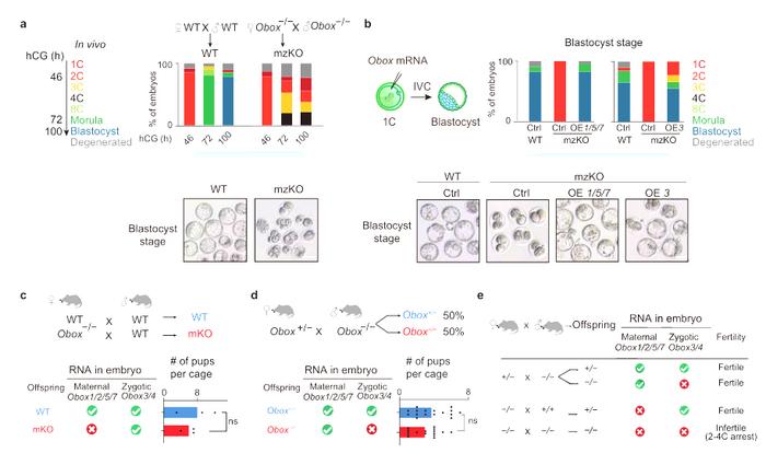 论文分享 | Nature！清华大学颉伟团队发现生命起源的关键调控因子