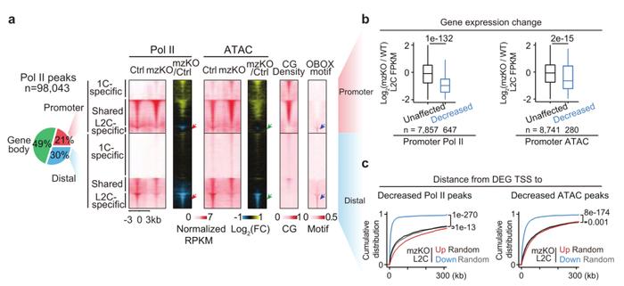 论文分享 | Nature！清华大学颉伟团队发现生命起源的关键调控因子