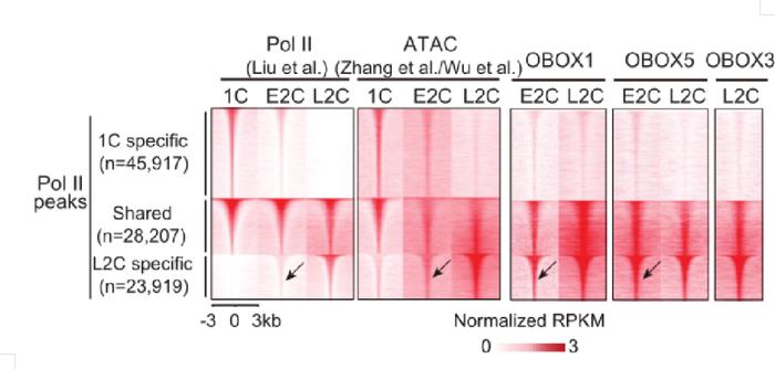 论文分享 | Nature！清华大学颉伟团队发现生命起源的关键调控因子