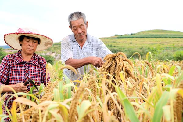 山东安丘：软硬件齐配套提升烟田承载能力