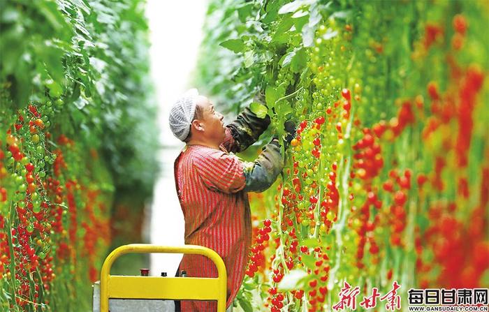 【图片新闻】民乐:串番茄铺就高质量发展路子