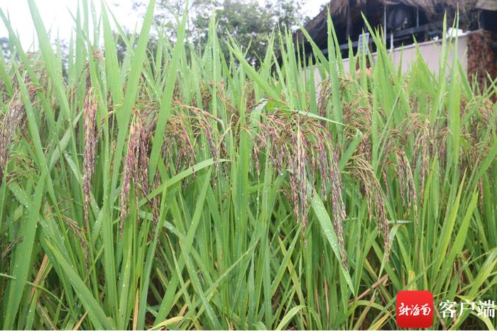 2024年三亚优质高产特色水稻新品种展示开始征集