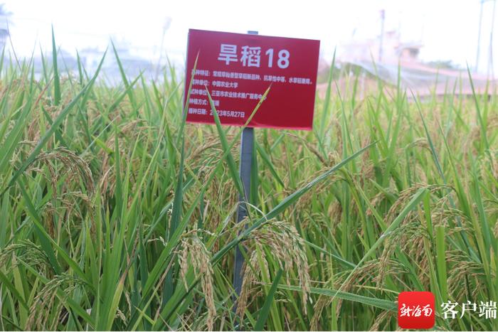 2024年三亚优质高产特色水稻新品种展示开始征集