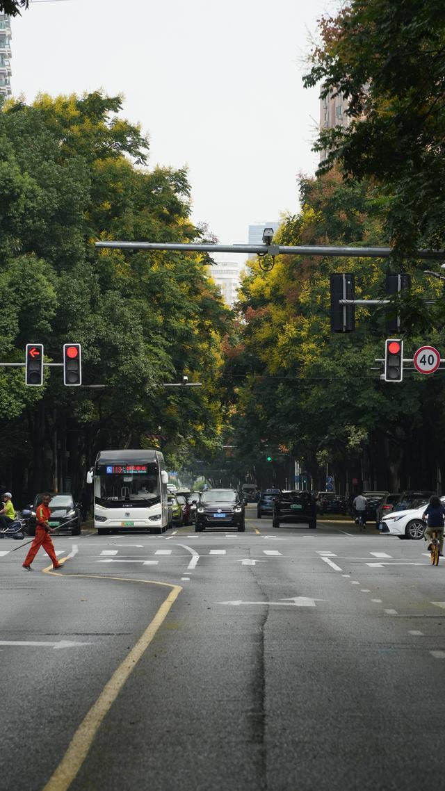 乌桕、银杏、小叶椴，静安区9条秋色景观道路各具特色