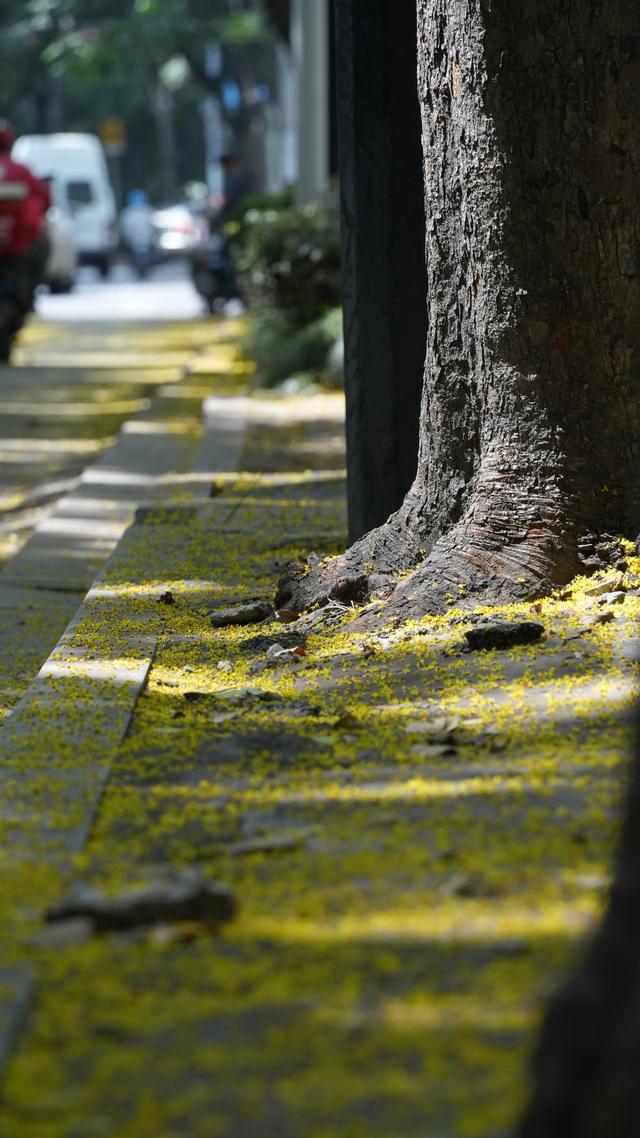 乌桕、银杏、小叶椴，静安区9条秋色景观道路各具特色