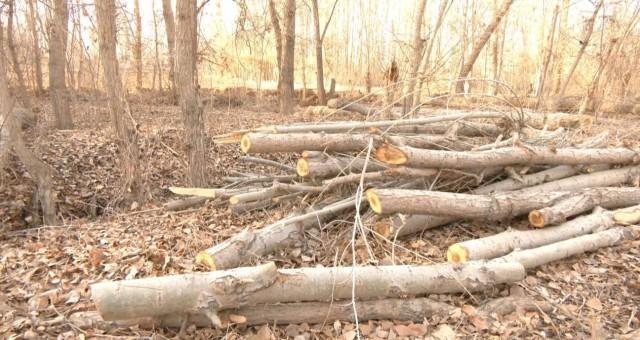 张掖市挖湖造景顶风作案，毁林近10万亩被中央生态环保督察抓现场