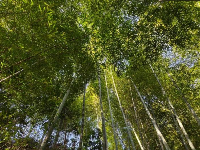 华南最大毛竹基地，在河源！