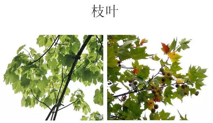 上海进入最美赏叶期，但“梧桐区”里没有梧桐？怎么回事