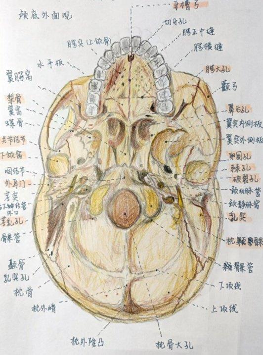 内容极度舒适！高校评选学霸笔记 第一张细节就...