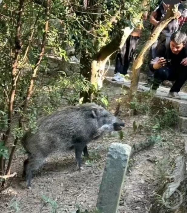 深圳梧桐山野猪被游客围观投喂 工作人员提醒最好保持距离