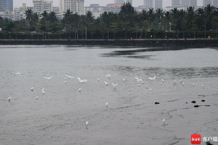 原创组图丨海口万绿园白鹭成群 吸引市民游客驻足观赏