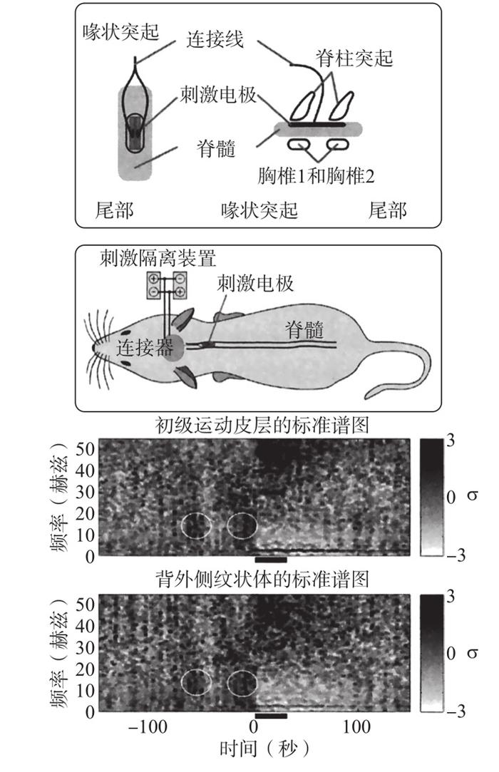 脑机接口、数字永生与人类未来