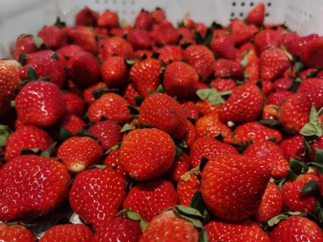 今冬的“头茬”草莓亮相长宁美天菜场，你尝鲜了吗？
