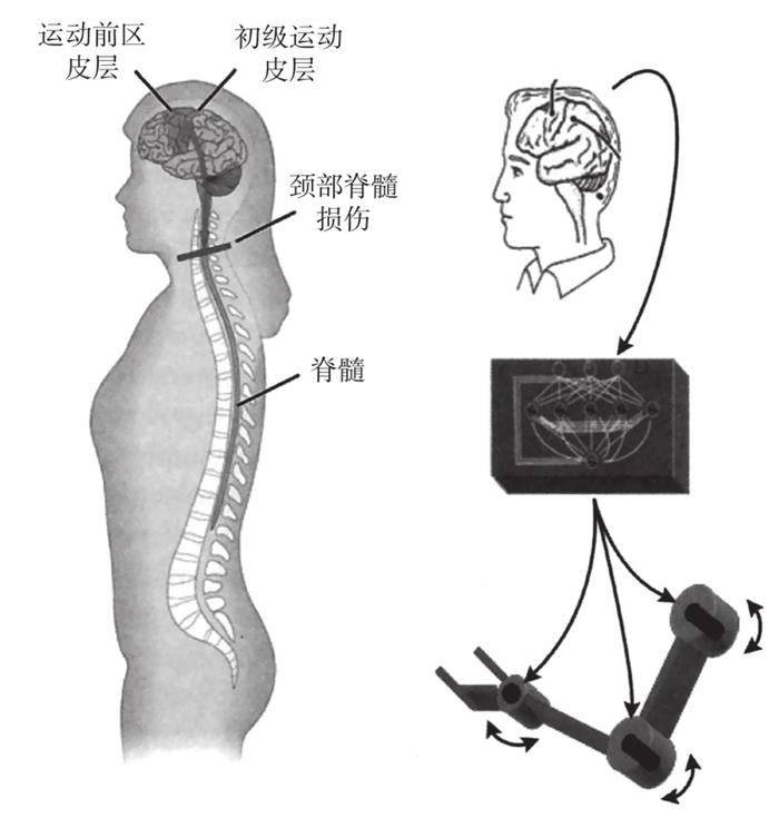 脑机接口、数字永生与人类未来