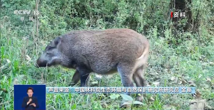 “野猪15分钟横渡长江”引关注，野猪为何成城市“常客”？