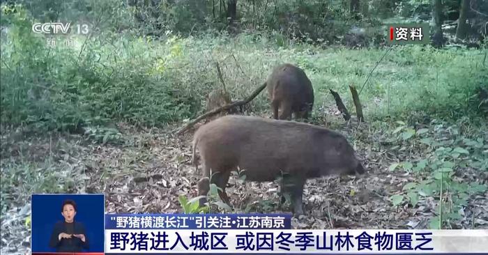 “野猪15分钟横渡长江”引关注，野猪为何成城市“常客”？