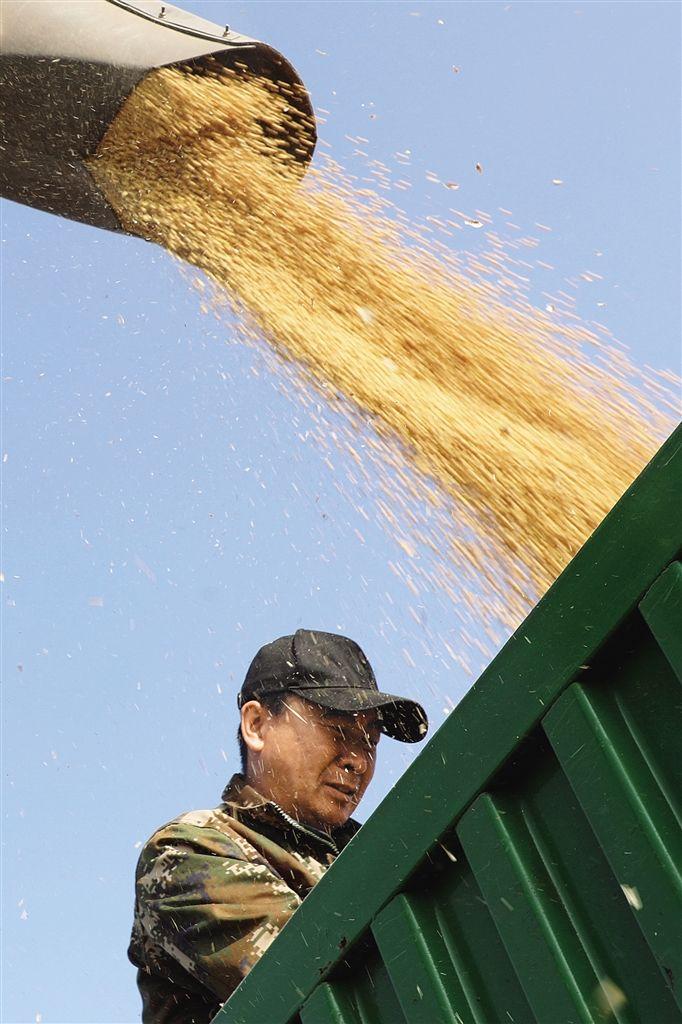 内蒙古粮食生产即将迎来“二十连丰” 北疆粮仓的底气从哪里来