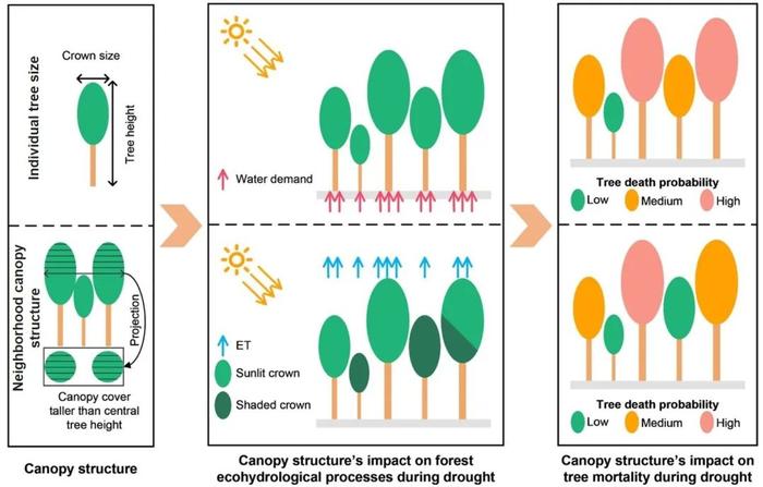科学家发现复杂森林冠层结构可降低干旱期间的树木死亡率