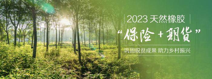 中国农村信用合作报：2023年“保险+期货”｜连续三年赔付率过百！广州期货持续助力天然橡胶产业发展