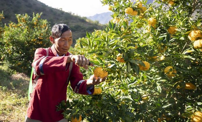 市州观察丨养殖业和种植业有机结合 高山“金果果”丰收了