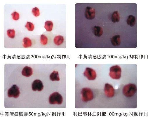 甲流来势汹汹，牛黄清感胶囊守护您的健康