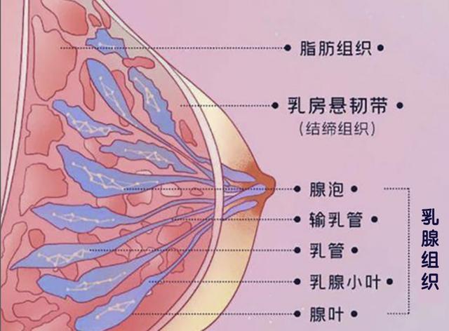 生命之乳：乳房的生理解剖和生命周期