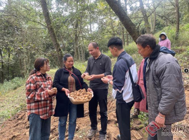 每户4200元！玉溪通海县95户脱贫户入股种植天麻喜领分红