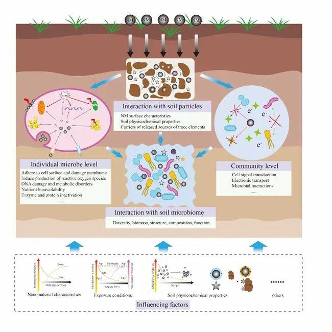 【技术交流】SBB | 南京土壤所在预测纳米材料的土壤微生物生态效应方面取得进展