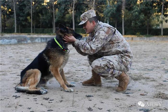 海军战士和军犬一同退役，离别时这一幕破防了