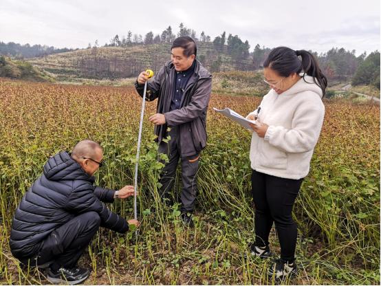 易脱壳、好吃、丰产 贵州师范大学荞麦产业技术研究中心薄壳苦荞新品种培育取得突破性进展