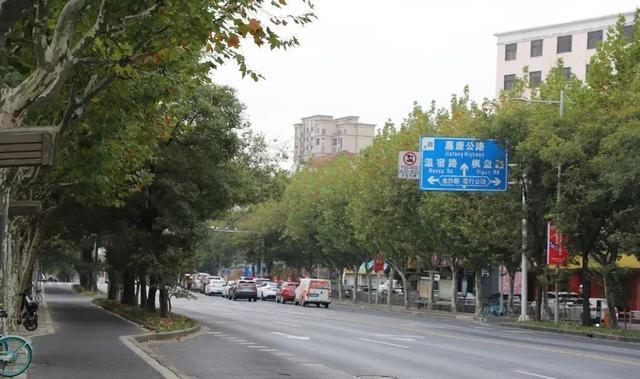 2023年度上海市绿化特色道路名单公示，杨浦这条路入选→