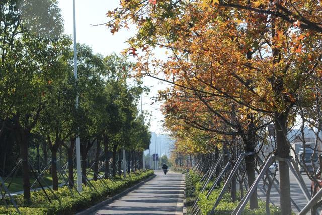 青枫、美人茶、兰花三七……嘉定这一路段上榜“上海市绿化特色道路”！公示中→