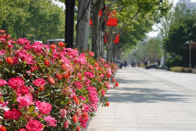 青枫、美人茶、兰花三七……嘉定这一路段上榜“上海市绿化特色道路”！公示中→