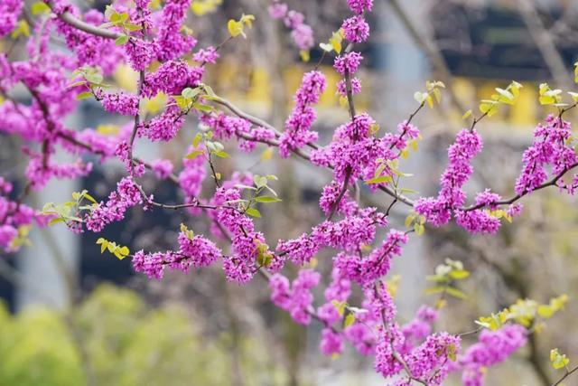 青枫、美人茶、兰花三七……嘉定这一路段上榜“上海市绿化特色道路”！公示中→