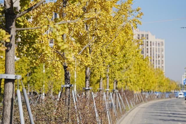 青枫、美人茶、兰花三七……嘉定这一路段上榜“上海市绿化特色道路”！公示中→