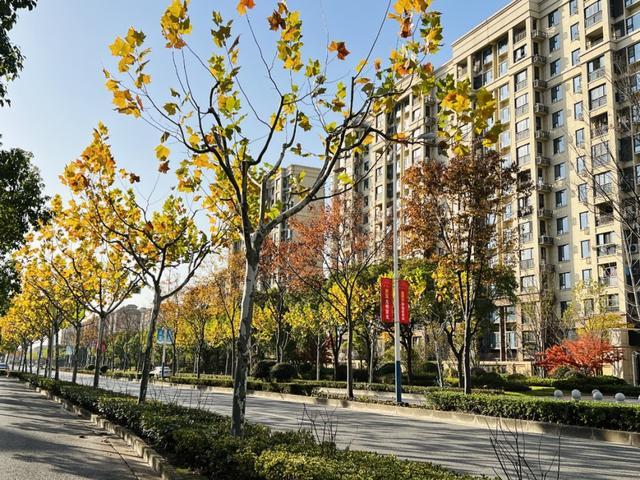 2023年度上海市绿化特色道路评选结果今起公示