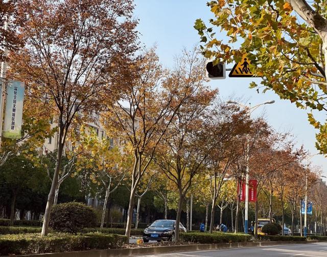 2023年度上海市绿化特色道路名单公示，杨浦这条路入选→