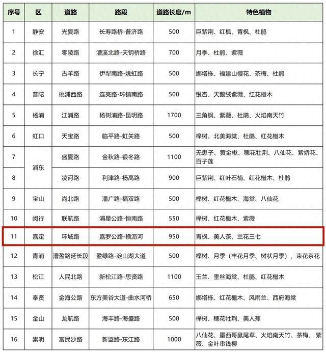 青枫、美人茶、兰花三七……嘉定这一路段上榜“上海市绿化特色道路”！公示中→