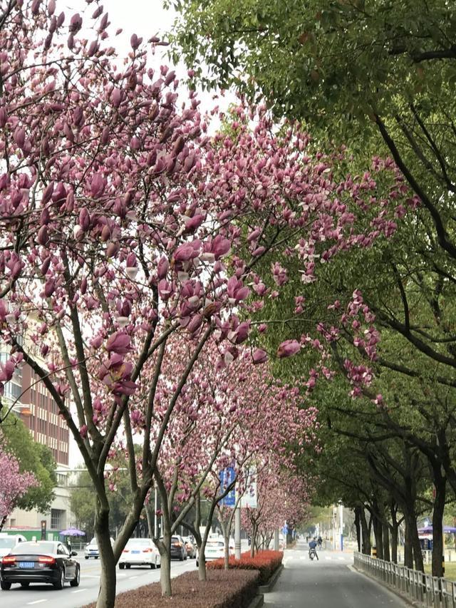 青枫、美人茶、兰花三七……嘉定这一路段上榜“上海市绿化特色道路”！公示中→