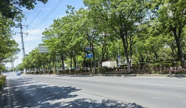 2023年度上海市绿化特色道路评选结果公示，宝山这条路入选→