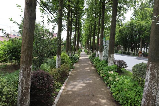 崇明这条道路入选2023年度上海市绿化特色道路