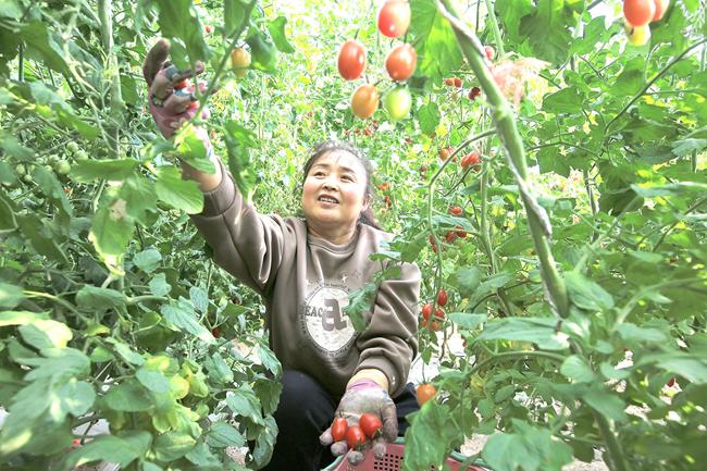 【图片新闻】嘉峪关市新城镇新城村西红柿成熟上市