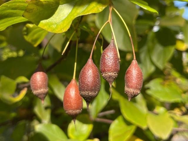 石榴，苹果，海棠……一波“好看但不能吃”的观赏果实上线