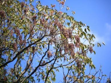 石榴，苹果，海棠……一波“好看但不能吃”的观赏果实上线