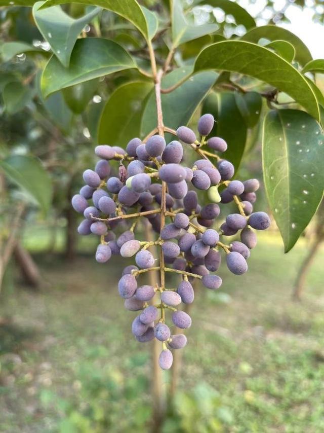 石榴，苹果，海棠……一波“好看但不能吃”的观赏果实上线