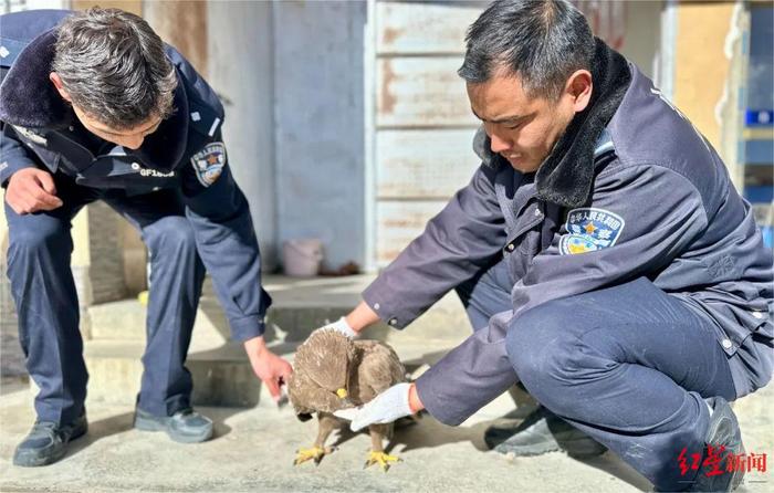 “空中霸主”草原雕落难被民警救助：系国家一级重点保护野生动物