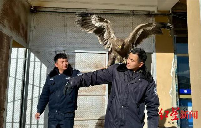 “空中霸主”草原雕落难被民警救助：系国家一级重点保护野生动物