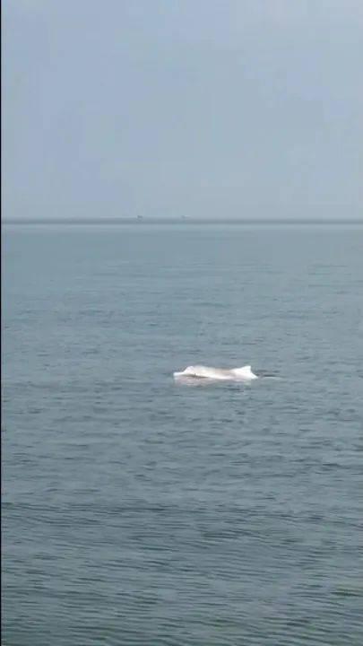 大场面！“海上大熊猫”在广西这片海域组团出没