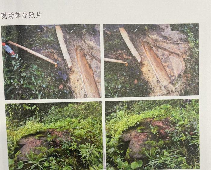 四川5名男子砍伐山野老树，为何被判危害国家重点保护植物罪？