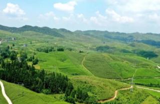 肉牛养殖 惠民强县｜沿河猫阡坝村：筑好“凤巢”让肉牛养殖“牛”起来